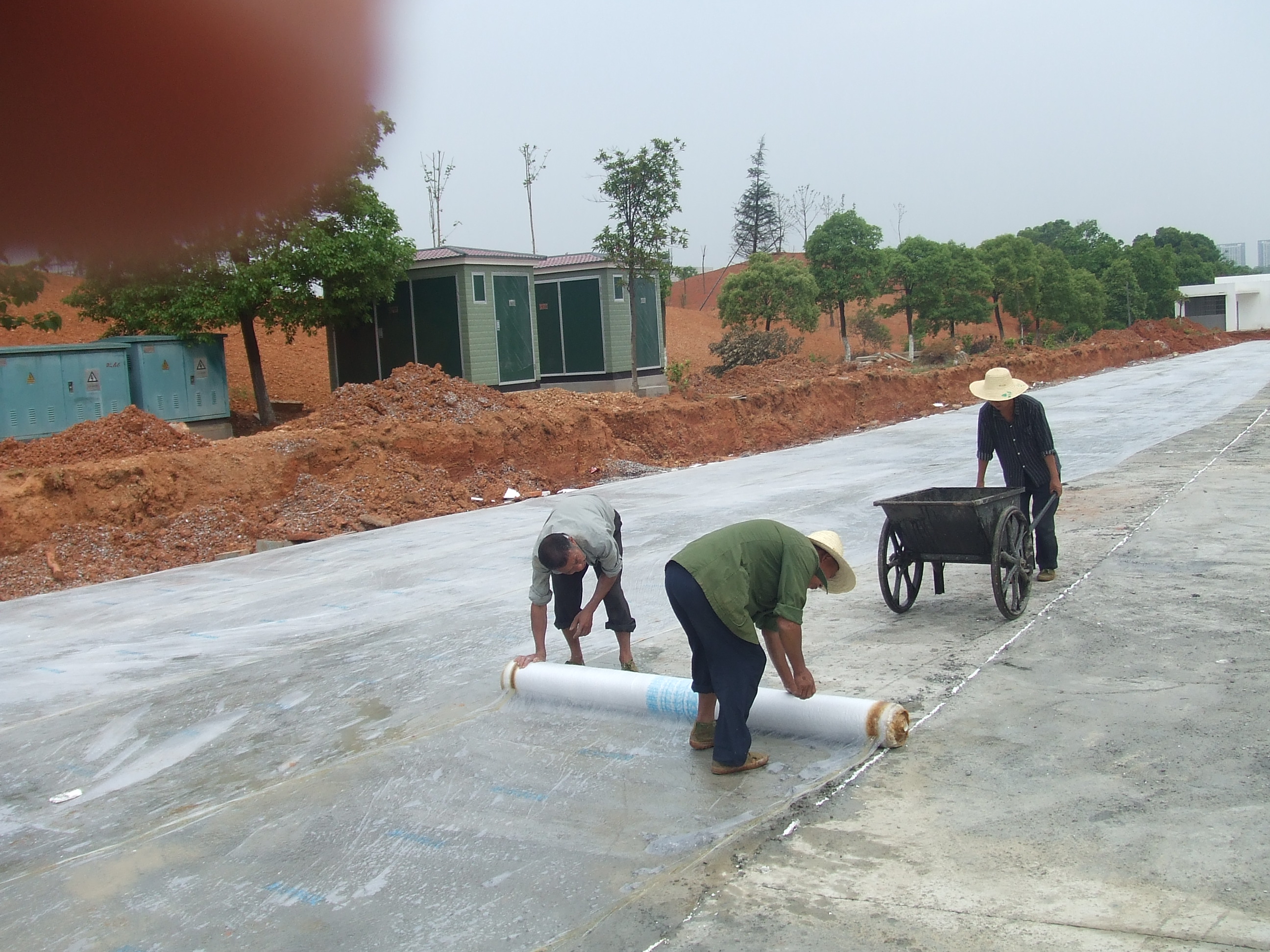 芙蓉路養(yǎng)護(hù)膜使用現(xiàn)場